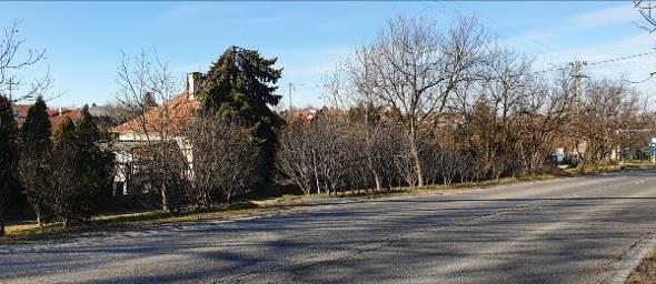 Ahogy a fa előtti kőtábla is jelzi, a