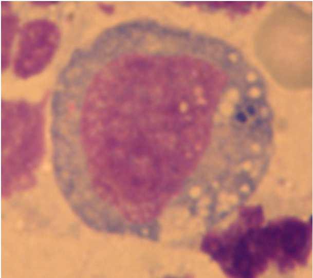 tagjaiként) funkciója: phagocytosis a lysosomális enzimek (MPO,
