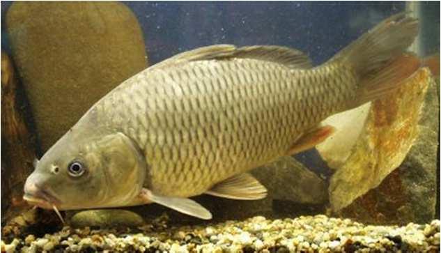 http://www.aqualex.