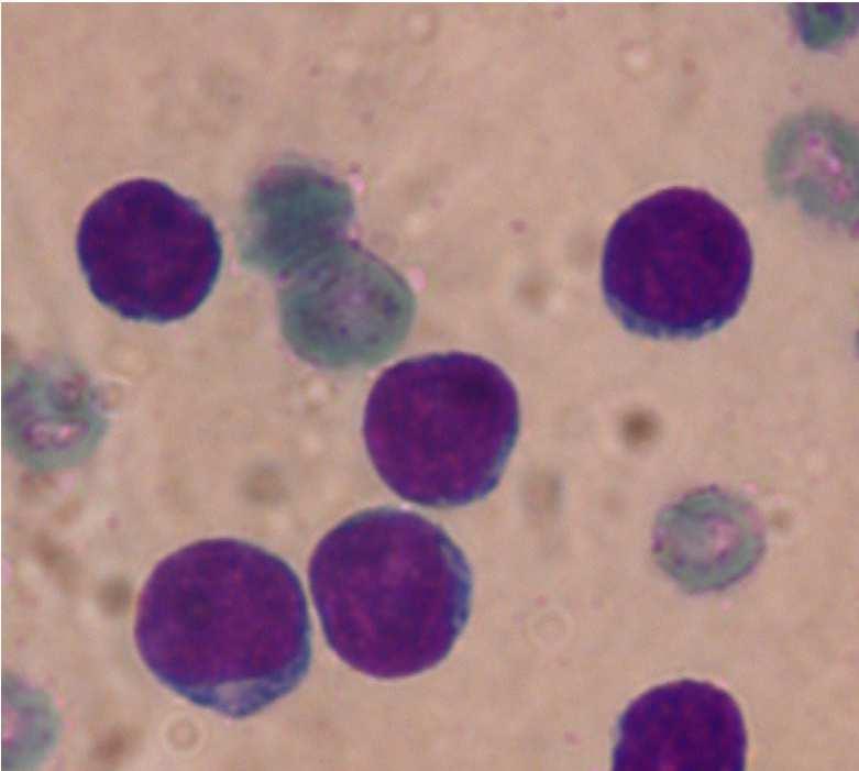 receptorai: Fc-, C3b-, C3d-kötő B sejtek (plasma-, memóriasejt)