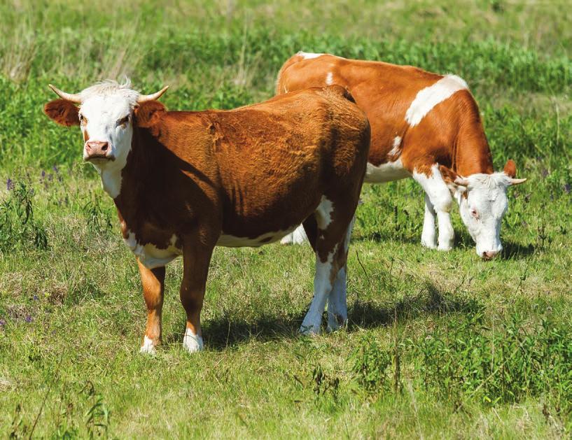 Sorold fel az alábbi számok összes osztóját, majd töltsd ki ezekkel a halmazábrát!