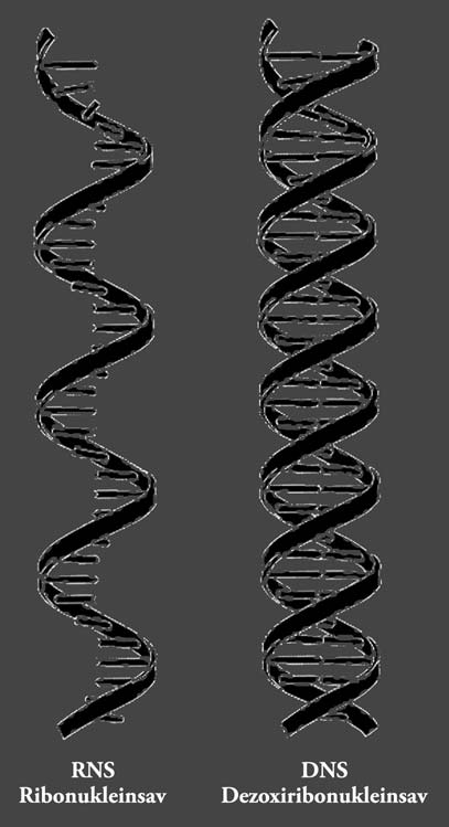 66 A végtelen szeretet az egyetlen igazság Minden más illúzió 42. ábra: az RNS lézer leolvassa a DNS szoftvert és az információt továbbítja a sejteknek.