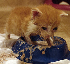 Nagyon fontos, hogy ha tehetjük, minden etetés után tisztogassuk le a cicákat, ha kell, fürdessük meg őket!