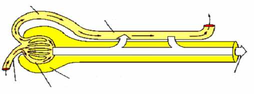 1.15. A tubularis transzport szerepe ürített mennyiség (E) = filtrált (F) - reabszorbeált (R) + szekretált (S) U * V P a * GFR 1. ha U * V = P a * GFR -> tubularis transzport nincs 2.