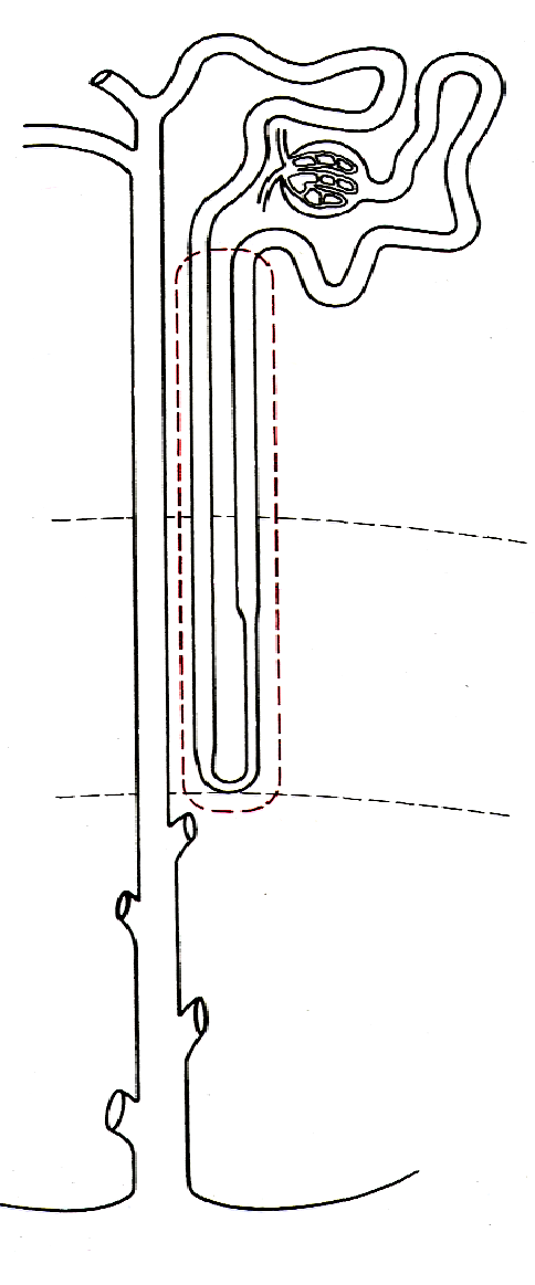 1.8. A vese morfológiai és funkcionális egysége a nephron nephron = glomerulus + hozzátartozó tubulusrendszer Kéreg Összekötô szegmentum Juxtaglomerularis apparátus Corticalis gyûjtôcsatorna Distalis