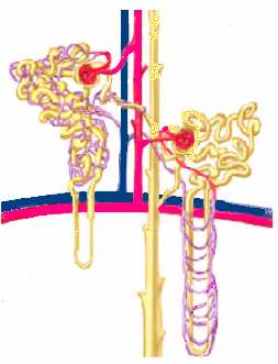 1.9. Corticalis és juxtamedullaris nephronok Kéreg Corticalis nephron (85%) -glomerulus a kéreg felszínén