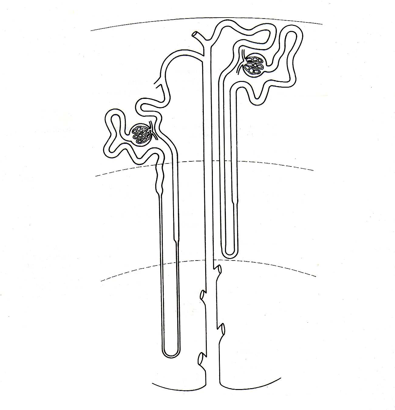 rendszer Külsô velô Belsô velô kéreg - velô határ Juxtamedullaris nephron (15%) -glomerulus a kéreg-velô