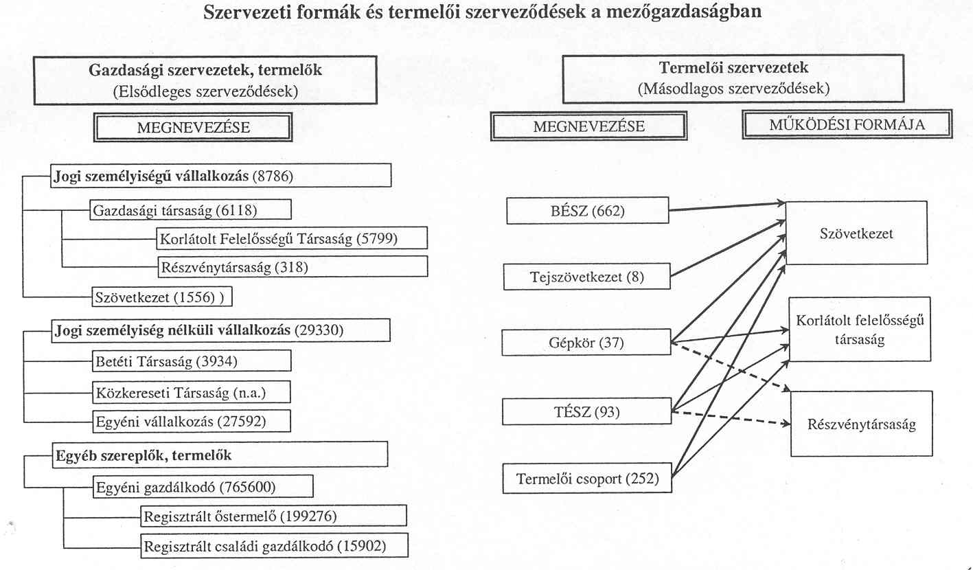 személyiséggel rendelkező gazdálkodó szervezetként, a termelői csoportok pedig szövetkezetként vagy korlátolt felelősségű társaságként gazdálkodhatnak. Forrás: Dorgai L.( 20