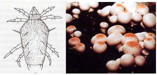 4-5. kép. Pygmephorus sp. rajza és megjelenése a gomba kalapján (Szili, 1994) Ez az atka a termesztésben gyakran előfordul. Közvetlen kártételt nem okoz a termesztett gomba esetében.
