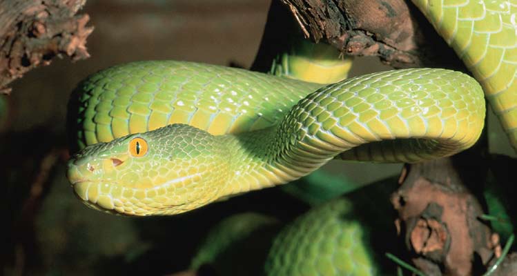 az északi országokra jellemzô a kígyóbûvölés, de elôfordul, hogy egyes dél-afrikai országok kígyófarmjain a gondozók kézben tartott kobrákkal, esetenként fekete mambával produkálják magukat.