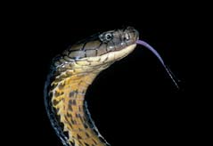 Itt az aisaoua törzshöz tartozó kígyóbûvölôk kifejezetten vadásznak a turistákra, és az óvatlan ember hamar egy kifejlett gyíkászkígyót (Malpolon sp.