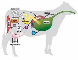 tejtermelés szolgálatában! A k t U á l i s Hőstressz és tejtermelés 1. ábra: Kiegyensúlyozott energiaellátás 2. ábra: Energiahiányos állapot 3.