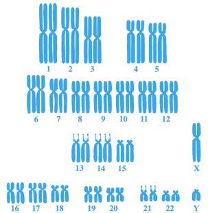 A sejtek többsége rendelkezik sejtmaggal, amely a szervezet felépítéséhez és megfelelő működéséhez szükséges összes információt tartalmazza.