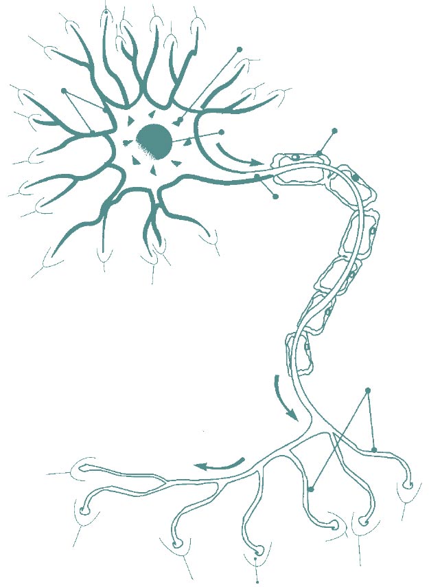 Ingerület-átvivő anyag: Neurotransmitter. Olyan kémiai anyag, amely hírvivőként működik két idegsejt között. A szinaptikus résbe bocsátódik ki, amikor az idegingerület eléri az axon végét.