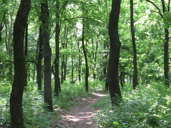 Szeged, Rókusi körút 2-es villamosvonal Közpark Az erdő jelenlegi formájában az erősen művi hatású lakótelepen jelentős természeti élményt nyújt.