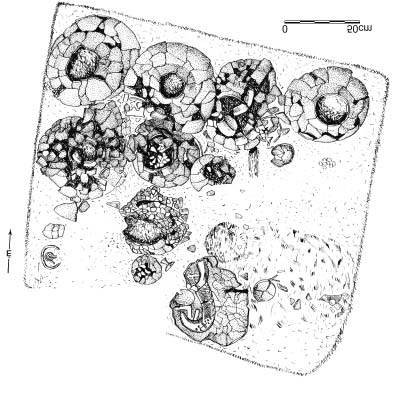 188 A vaskor 20. Velemi típusú fibula. Sopron Krautacker 21. Kelet-alpesi számszeríjjas, állatfejes Certosa fibula.