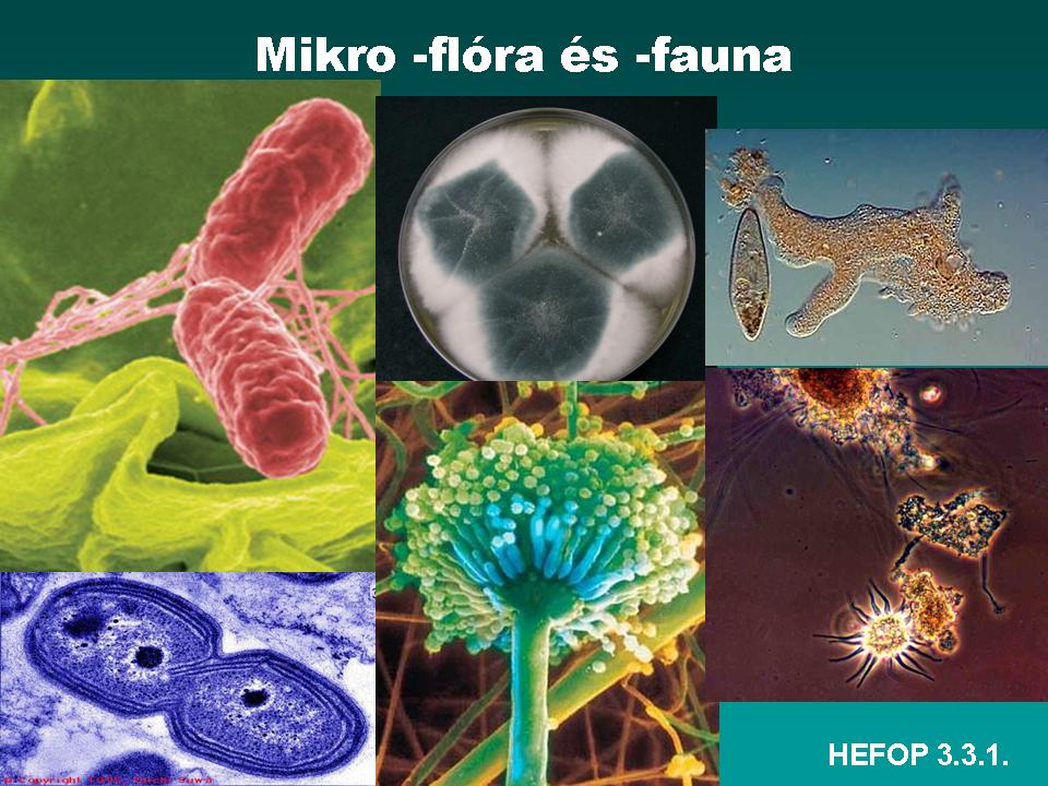 31. ábra. A talaj gél és szol állapota 26 Előfordulhat, hogy a talajoldatban a H + -ionok koncentrációja nő. A H + -ionok ugyancsak kicserélhetik a Ca ++ -ionokat a kolloidok felületén.