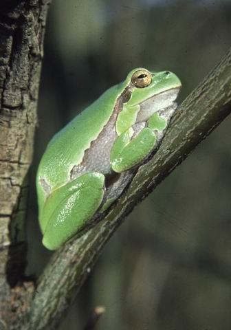 ZÖLD LEVELIBÉKA (Hyla arborea) Bokrokon és a fák ágai között tartózkodnak. Testnagyságuk 4-5 cm.