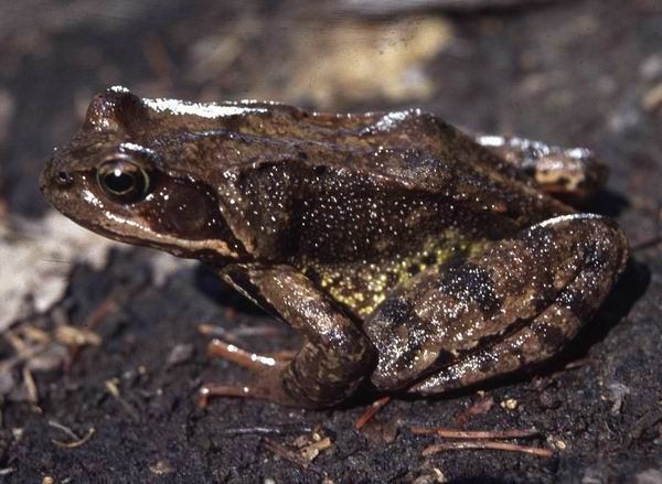 GYEPI BÉKA (Rana temporaria) Magasabb