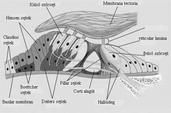 4 egyértelmű, hogy a dobhártya feszítőizma (musculus tensor tympani) milyen szerepet játszik: egyes szerzők szerint a musculus stapediushoz hasonlóan hangtompító hatást fejt ki, mások szerint viszont