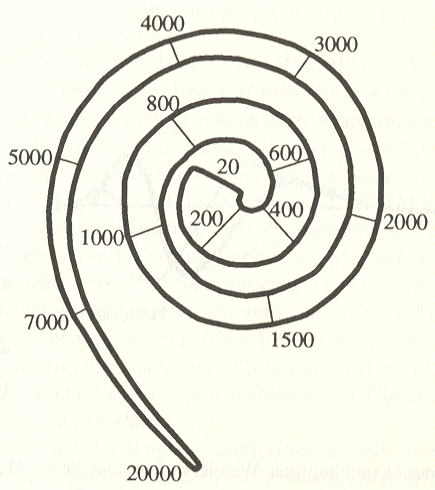 5 3. ábra: A vándorhullámok végpontjának helye a csigaszerűen feltekeredett alaphártyán. (Forrás: Pompino-Marschall 2003:14