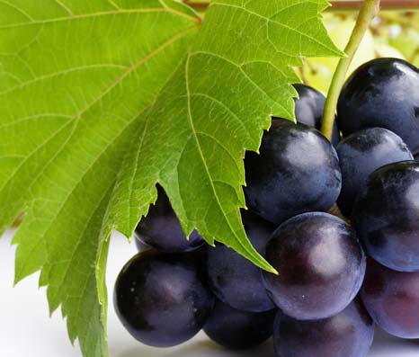 2 A BASF a szőlőtermesztők partnereként az elmúlt években is folyamatos fejlesztésekkel és elhivatott munkatársainak munkájával segítette a szőlőtermesztők sikeres munkáját.