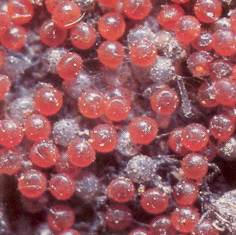 Piros gyümölcsfa takácsatka -Télen megszámolhatjuk az ággyűrűkben, kéreggyűrődésekben az áttelelő piros színű tojásokat -Kártételi küszöbérték szilvánál: 200 takácsatka pete 1