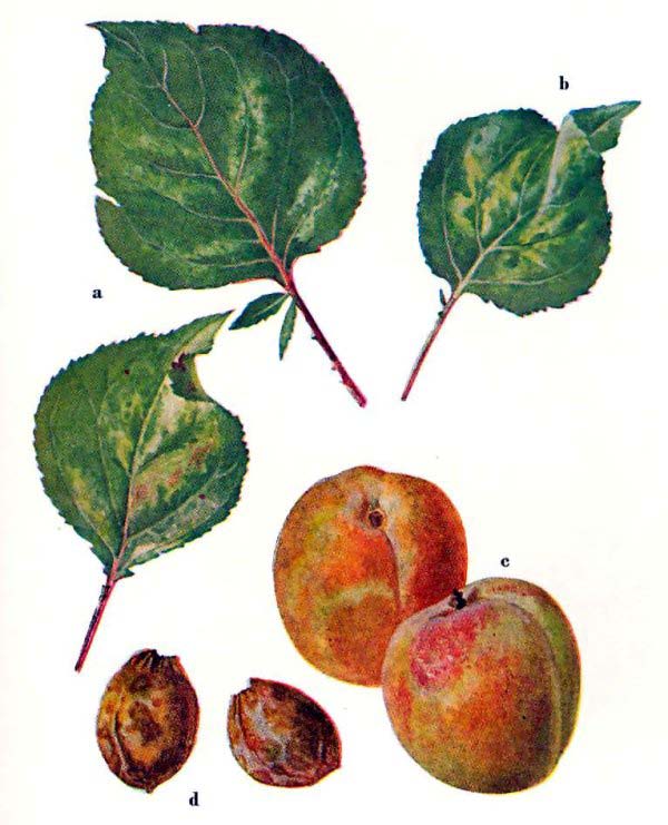 Kajszihimlő (plum pox virus) Gazdanövényei: szilva, kajszi, őszibarack A levélen a gyümölcsön és a