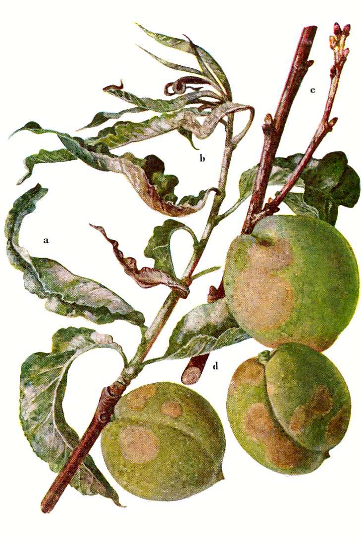 Az őszibarack lisztharmata -A hajtáson, a levélen, a gyümölcsön egyaránt lehet tünet. (rövid ízközök, def. korai lombhullás) -A gyümölcsön 5-10 mm átm.