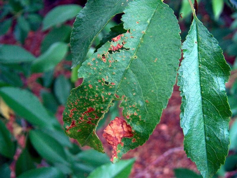 A cseresznye és a meggy vírusos betegségei Nekrotikus gyűrűs foltosság Sokkstádium: Tavaszi kihajtás után