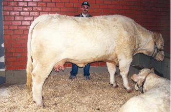 kép Dél-Amerikai ranch típusú tehén