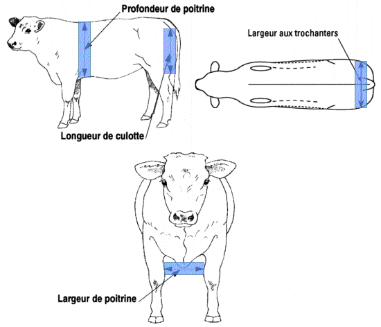 rajz Funkcionális tulajdonságok Mellkas mélység