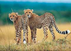 A park otthont ad az 5 nagyvadnak. Kis szerencsével a zsiráfok, vizilovak, antilop és gazellacsordák mellett a nagyvadak megfigyelésére is lehetőségünk lesz.