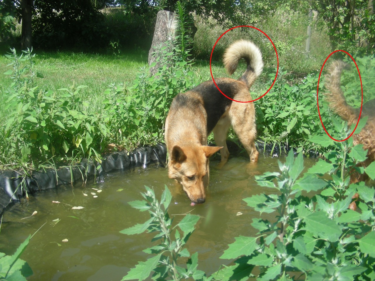 Keress képeket egy boldog, egy félő, egy mérges kutyáról! Próbálj lerajzolni egy boldog, egy mérges és egy félő kutyát! Minden kutyának hosszú a farka?