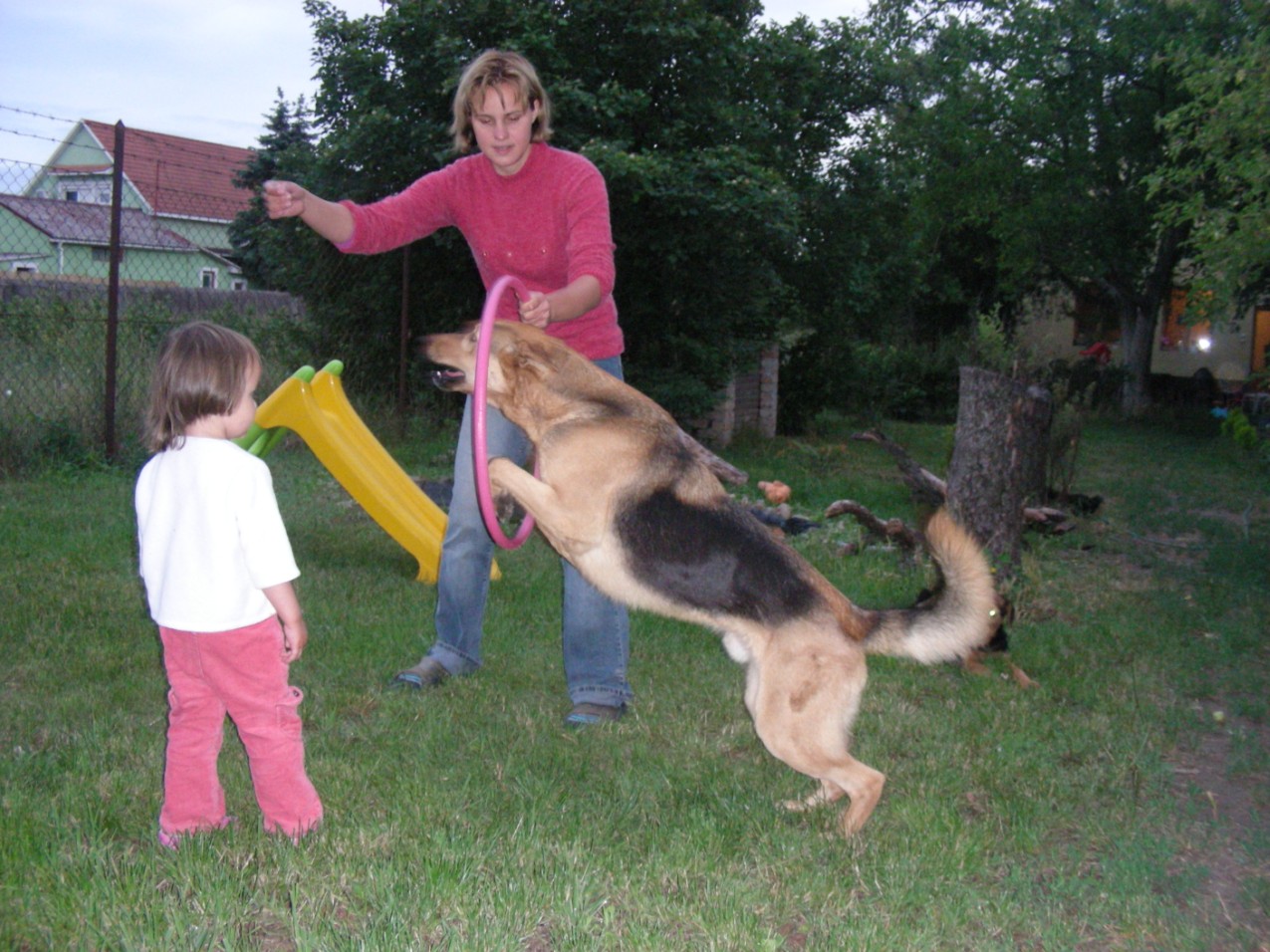 Hányféle játékot tudsz felsorolni kutyával? Mennyivel tudják szüleid kiegészíteni? Milyen napi feladatok vannak egy kutyával? Milyen eszközöket ismersz a kutya tisztán tartására?