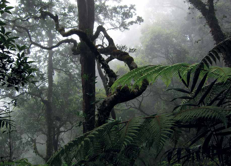 A fojtogató szakasz A legnagyobb húsevő növény Egyelőre hatalmas pálmaházban érezhetjük magunkat: az esőerdők széles levelű, vékony kérgű fái, páfrányok, kúszónövények szövevényes dzsungele vesz