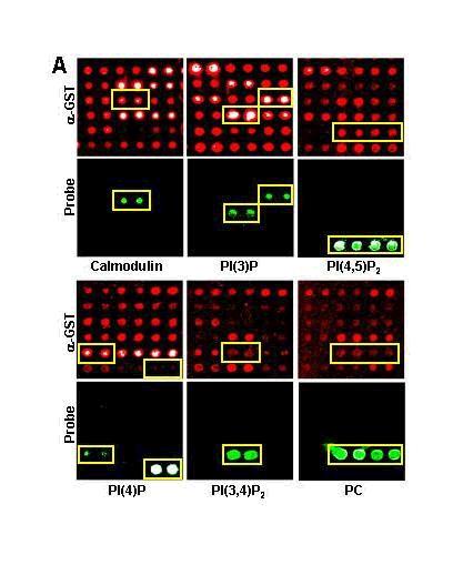 P-P interakciók elemzése microarray-jel Array+biotinilált kalmodulin Új kalmodulin-kötő