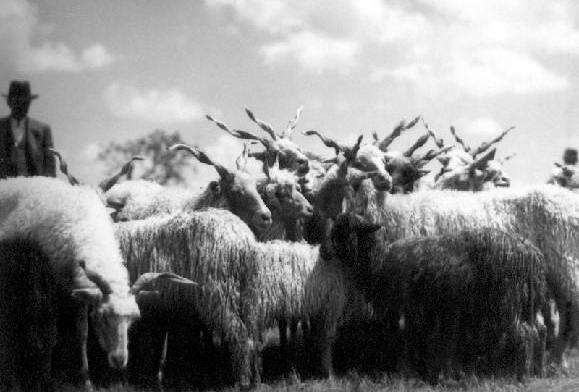 Házias ízek Tejszínes gombapaprikás galuskával 1390.- Túrós csusza tejfölösen mangalica tepertővel, 1290.- tepertő nélkül Kapros, juhtúrós galuska mangalica tepertővel, 1290.