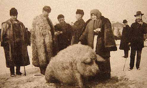 Sertésből készült ételek Mangalica A mangalica ősi magyar zsírsertés. Kistestű, vékony csontozatú és göndör szőrköntös borítja. Hazánkban főleg az ország középső részén volt elterjedt.