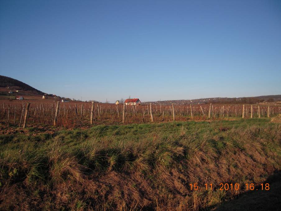 5. fotó: Szőlőtábla