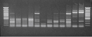31 Eredmények és megvitatásuk 4. EREDMÉNYEK ÉS MEGVITATÁSUK 4.1. A szamóca ACC-szintáz izolálása és expressziós mintázata Az etilén bioszintézisében szerepl gének izolálásához a kiindulási alapot Cazzonelli et al.