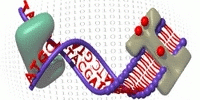 Bioinformatika TDK lehetőség - Lendület Membránfehérje Bioinformatika Kutatócsoport Témavezető neve: Tusnády Gábor Transzmembrán fehérjék elméleti szerkezet meghatározása, szerkezet modellezése,