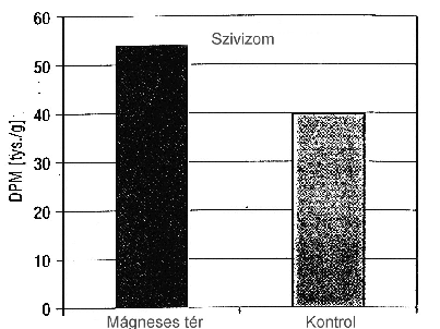 20. ábra Szívizom patkányok szívizmában (/7/ szerint).