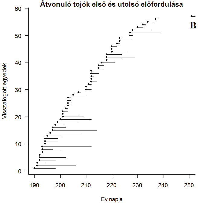 8. ábra: Átvonuló foltos nádiposzáta hímek (A) és tojók (B) első megfogása és utolsó visszafogása között eltelt idő 4.3. Biometriai különbségek az ivarcsoportok között 4.3.1.