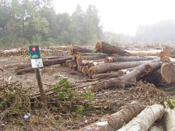 A projekt a legnagyobb hangsúlyt arra fektette, hogy megszüntesse a természetes ártéri ligeterdőkben zajló erdőgazdálkodással kap csolatos területcsökkenést és az