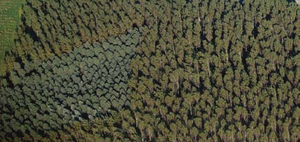 Olyan hazai, honos fafajták genetikai állományának megőrzése, melyek felhasználhatók erdősítési célokra.
