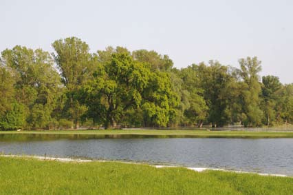 A bokrok közül gyakori például a fekete bodza (Sambucus nigra) és a európai zelnicemeggy (Padus racemosa). A tavaszi áradásokat a lágyszárú növények és füvek gyors burjánzása követi.