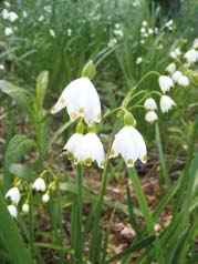 .. Jelentős több fajta ritka orchideafaj előfordulása, például a vitéz kosbor (Orchis militaris), agárkosbor (Orchis morio), poloskaszagú kosbor (Orchis coriophora),