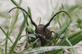 ritkábban találkozunk az Ophiogomphus cecilia, Gomphus flavipes fajokkal.