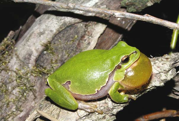 hallatszik. Mélyebb vizekben található a kora tavasszal sza porodó barna varangy (Bufo bufo).